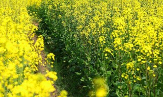 油菜花什么季节开花（油菜花什么季节开花什么季节结果）