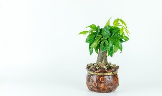 发财树可以放在室外养吗 发财树可以放在室外养吗冬天