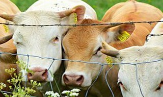 属牛幸运数字 属牛幸运数字有哪些