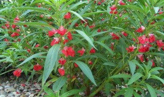 凤仙花叶子形状是什么 凤仙花叶子形状是什么样的