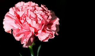 什么花的花语是奉献 什么花的花语是奉献和爱