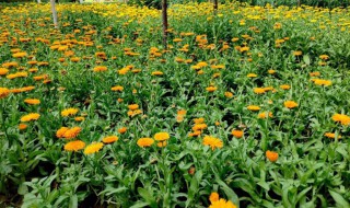 什么花的花语是离别的爱情 哪种花的花语是离别