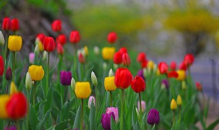 康乃馨送老师要几朵 康乃馨送老师要几朵什么颜色