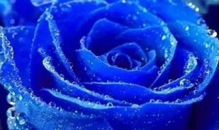 代表唯一的花是什么花 代表唯一的花是什么花呀