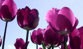 什么花的花语是失望的爱（什么花的花语是失望的爱意）