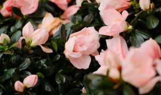 尼泊尔的国花是什么花（尼泊尔的国花是什么花名）