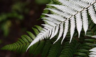 新西兰的国花是什么花 新西兰有什么花