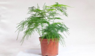 文竹用什么花盆最好 文竹用啥盆好