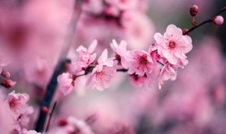 梅花开在什么季节 梅花开在什么季节,生长环境如何