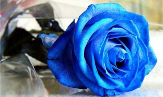 蓝玫瑰代表什么象征意义 蓝玫瑰代表什么