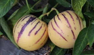 人参果不能跟什么水果一起吃（人参和什么水果不能一起吃）