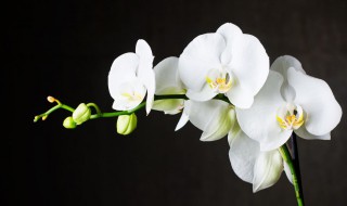 什么兰花品种最好 什么兰花品种最好年宵花最香