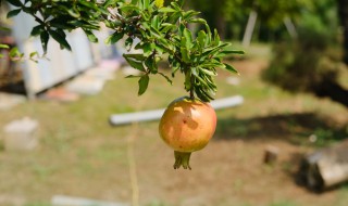 石榴树夏天可以剪枝吗 夏天可以给石榴树剪枝吗