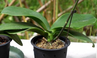 用水苔种的蝴蝶兰需要注意些什么（用水苔种的蝴蝶兰需要注意些什么东西）