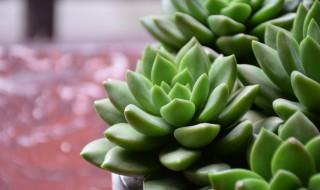 多肉换土怎么换 多肉换土怎么换视频