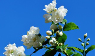 白茉莉的花语是什么意思 白色茉莉花的花语是什么