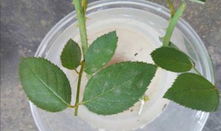 高锰酸钾溶液可以直接浇花吗（高锰酸钾水溶液浇花）