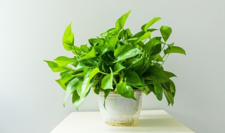 绿萝禁忌摆放位置 绿萝禁忌摆放位置图片