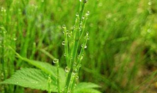 荆草是什么样子的（什么叫荆草图片）