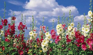 蜀葵几月种（蜀葵几月种花色）