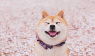 柴犬为什么不能撒手（柴犬为什么不肯走）