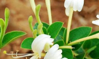 北方室外金银花如何过冬（金银花在东北能在室外越冬吗）