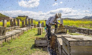 养蜂怎么样利润高不 养蜂怎么样利润高不贵