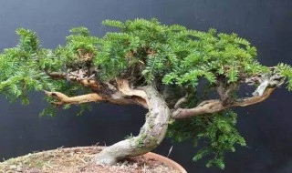 红豆杉盆景制作（红豆杉盆景制作视频教程）