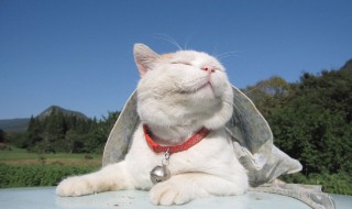 搞笑领域怎么认证（网络搞笑证书）