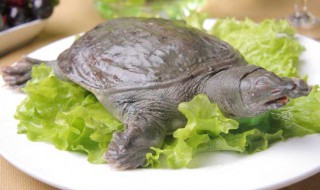 人工养殖的甲鱼有营养吗（人工养殖的甲鱼有营养吗视频）