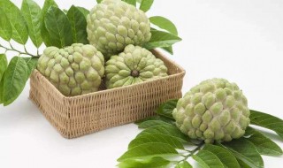 释迦果是吃什么的 释迦果是吃什么的果实