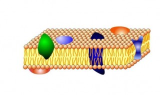 流动镶嵌模型属于什么模型 生物膜的流动镶嵌模型属于什么模型