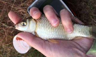 用螺丝肉钓鱼能钓到什么鱼（用螺丝肉钓鱼能钓到什么鱼种）