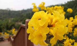 黄花风铃木寓意（黄花风铃木寓意回报大地）