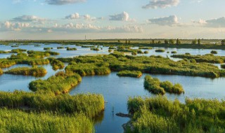 湿地的功能和作用 湿地的功能和作用有