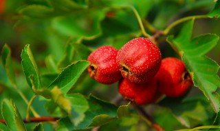 盆栽山楂树种植方法（盆栽山楂树种植方法视频）