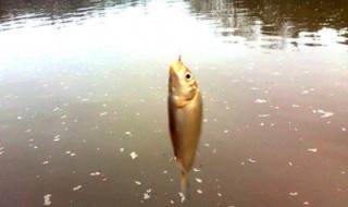 神聚野钓鲫鱼配方（神聚冬季鲫鱼配方）