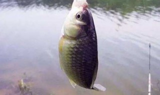 垂钓鱼塘钓鲫鱼用什么饵料（鱼塘喂饲料的鲫鱼用什么钓）