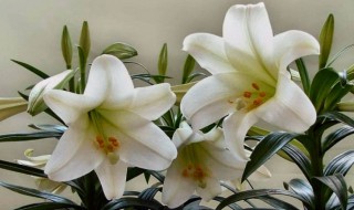 百合花什么时候种植（百合花什么时候种植什么时候收）