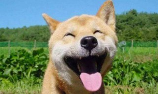 日本狗的品种有哪些 日本品种狗都有哪些