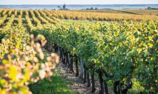 地中海沿岸种植葡萄的有利气候条件（地中海沿岸种植葡萄的有利自然条件）