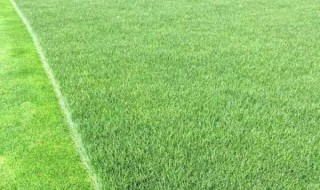 湖北哪有卖草籽（武汉哪里有卖草籽的）