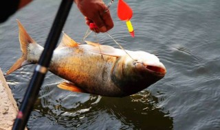 钓鲢鳙几月份开口几月份停口 钓鲢鳙几月份开口几月份停口好