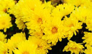 车前草与金银花同吃有什么功效与作（金银花能与车前草同服吗?）