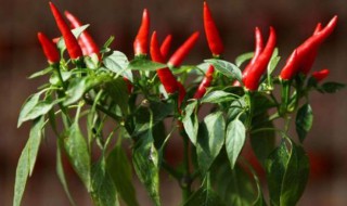辣椒籽一般几天发芽（辣椒籽一般几天发芽啊）