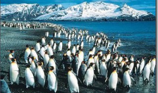 方舟手游企鹅岛在哪（方舟手游企鹅岛在哪里可以放水下复活平台）