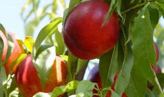 中油几号桃最好 中油6号油桃什么时候成熟