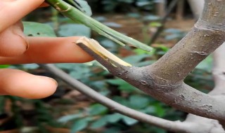 果树为什么要嫁接（果树为什么要嫁接,不直接种）