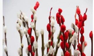 银柳太长如何插花瓶 银柳怎么插花瓶