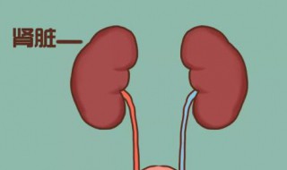 肾健康的症状（肾功能健康的表现）